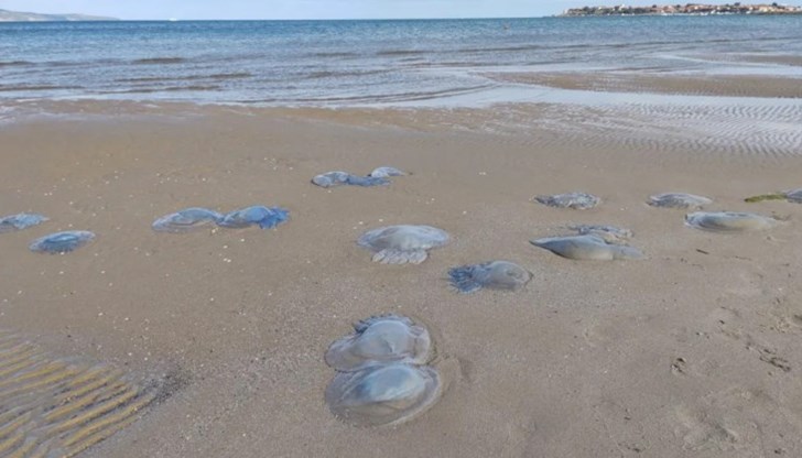 Медузите са изхвърлени от морето заради бурята