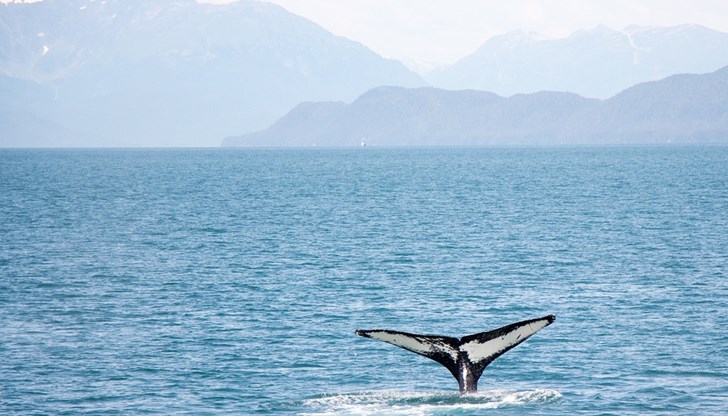 Събудени от сблъсъка, туристите започнаха да изхвърлят вода от лодката, но по-късно бяха спасени на петролен танкер Събудени от сблъсъка, туристите започнаха да изхвърлят вода от лодката, но по-късно бяха спасени на петролен танкер