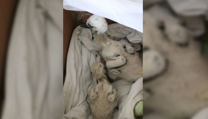 Всички птици са изпратени в Спасителния център за диви животни в Стара Загора Всички птици са изпратени в Спасителния център за диви животни в Стара Загора