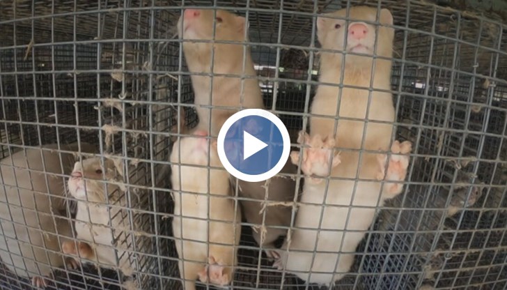 По думите на местните, норките нападат и унищожават техните дребни домашни животни