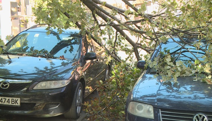 Десетки са сигналите за прекършени от силния вятър клони на дървета, като част от тях са паднали върху автомобили