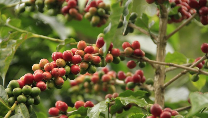 Плантациите в Централна Америка също са застрашени от климатични несгоди Плантациите в Централна Америка също са застрашени от климатични несгоди