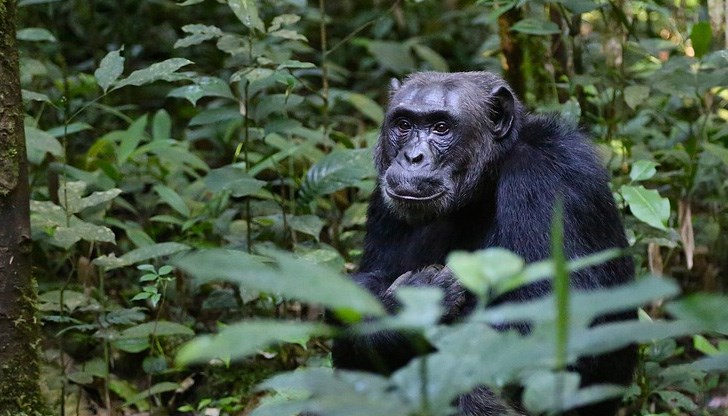 Това е първият път, в който подобно поведение е регистрирано сред нашите най-близки родственици