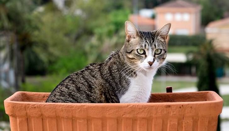 Дръжте растенията си далеч от обсега на котката си, дори и да не са токсични.