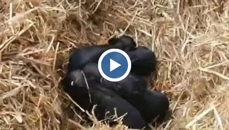 Ураганът в района е вдъхновил Зоопарк Бургас за имената на пет новородени мини прасенца