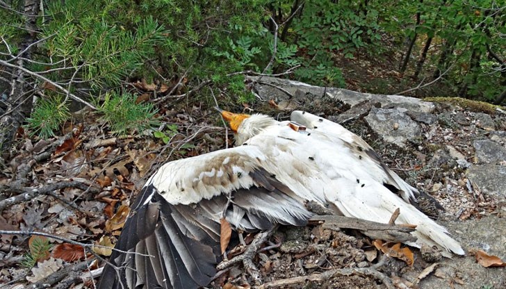 Рядката птица бе подарена на България в опит да се увеличи популацията на застрашения вид
