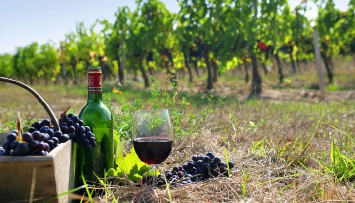 Хубавото вино е еликсир, който хората почитат от дълбока древност
