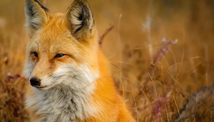 Ловците нямат право да прогонят лисиците от населените места с отстрел