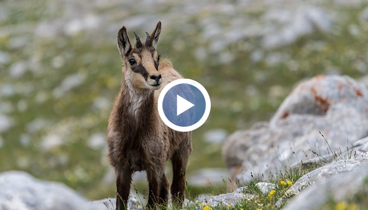 Планинар: На тези човекоподобни не им пука и въобще си правят каквото си искат