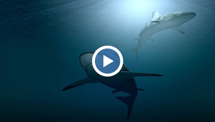 Репортер се оказа в окото на бурята по време на живо излъчване