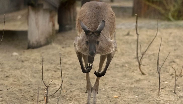 Последният случай на нападение на кенгуру срещу човек е през 1936 г. Последният случай на нападение на кенгуру срещу човек е през 1936 г.