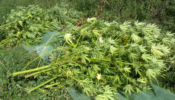 20 растения марихуана са открити и край село Табачка