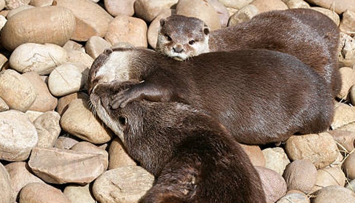 Животинският свят е пълен с удивителни същества Животинският свят е пълен с удивителни същества