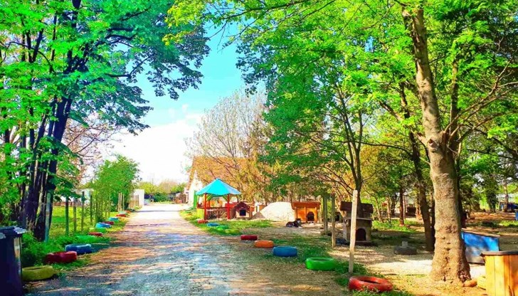 С усилията на доброволците и екипа осиновените животни са над 1500