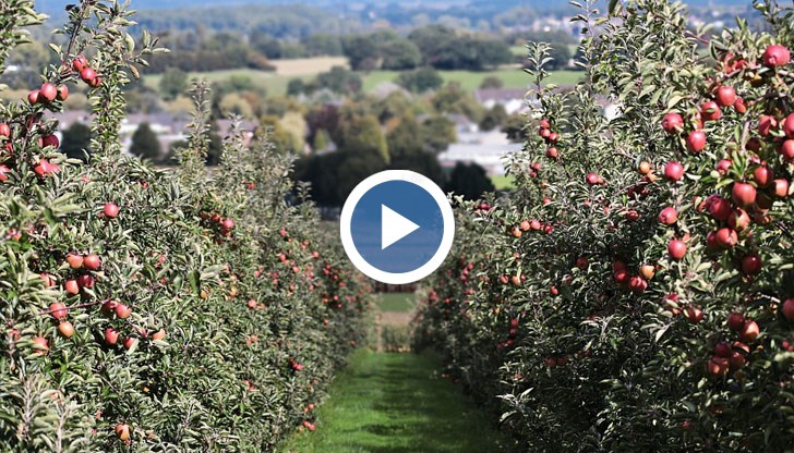 Дъмпинговият внос от съседни държави удря родния производител