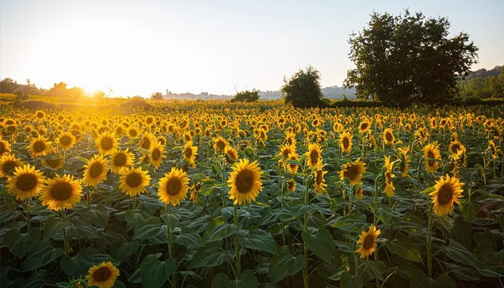 Излизат ли сметките на производителите? Излизат ли сметките на производителите?