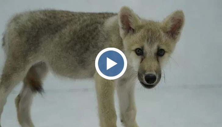 Постижението е направено в лаборатория в Пекин