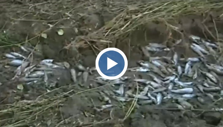 Стотици хора тъпчат луксозни автомобили с вмирисаната риба