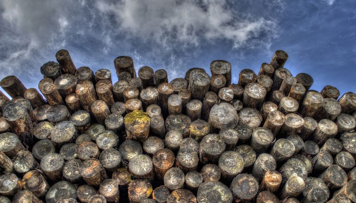 Мними търговци се представят за горски служители и събират авансово пари Мними търговци се представят за горски служители и събират авансово пари