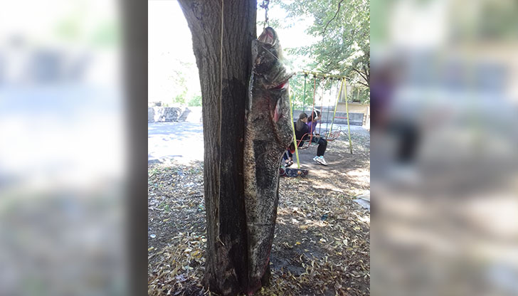 Бай Росен улови 45-килограмов сомНа 13/09/22 русенецът Бай Росен улови