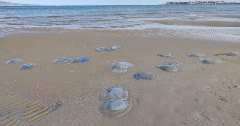 Мъртви медузи се появиха на брега в Бургаско след силното
