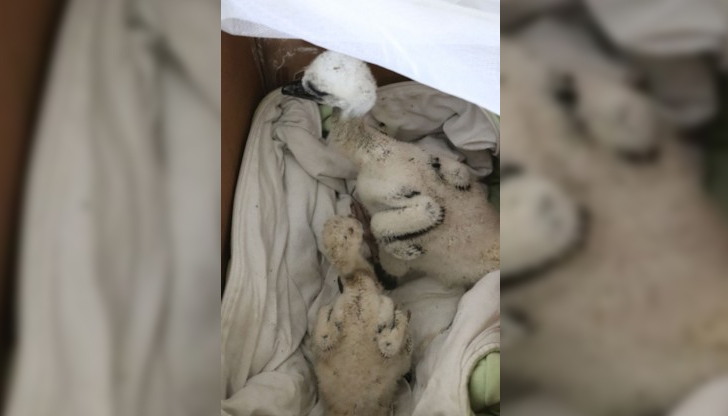 Всички птици са изпратени в Спасителния център за диви животни