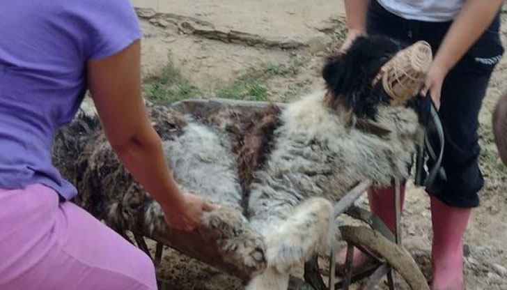 Мечо - огромният добряк, подаващ лапа на всекиКаравелово, Богдан, Слатина,