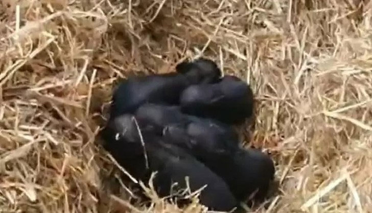 Ураганът в района е вдъхновил Зоопарк Бургас за имената на