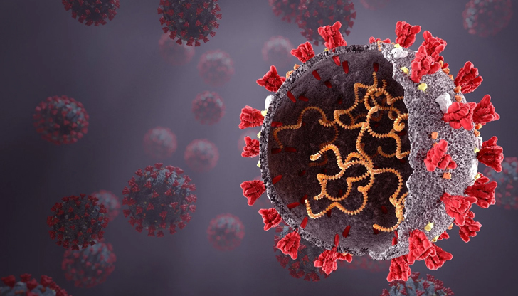 За първи път у нас е установен случай на подвариант