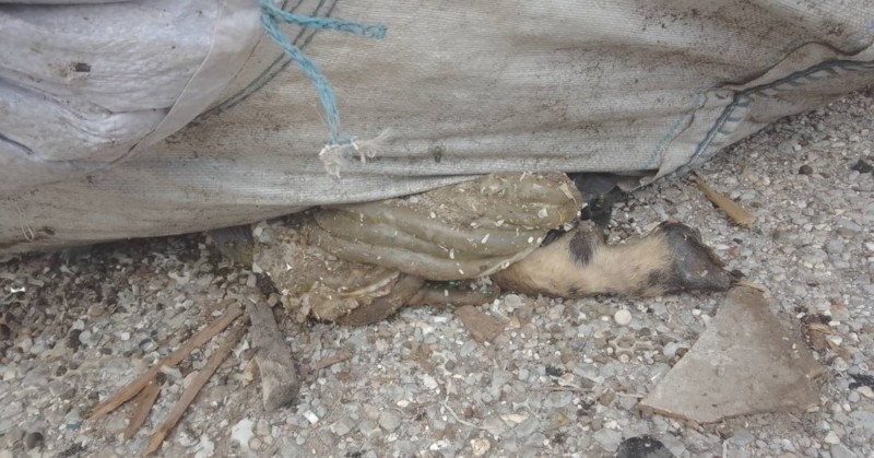 Били докарвани и карантии с неизвестен произход, от които се