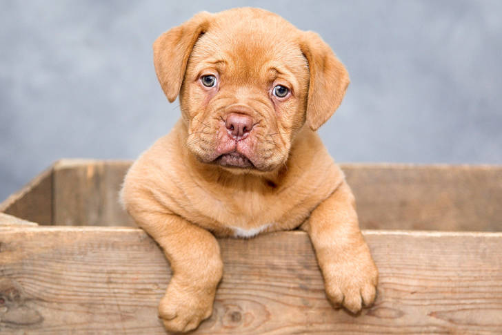 Кучето е намерено и върнато на собственика муНа 7 септември