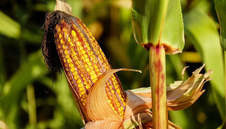 Спадът при слънчогледа възлиза на 15%Реколтата от царевица в Украйна