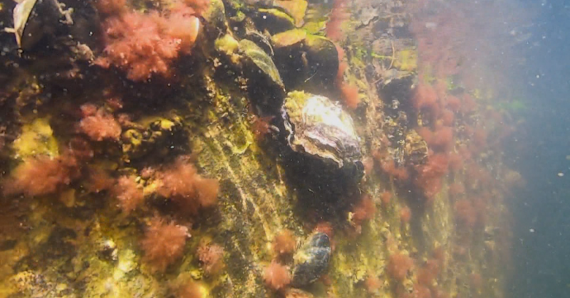 Диви стриди се заселиха във водите на Черно мореТе са