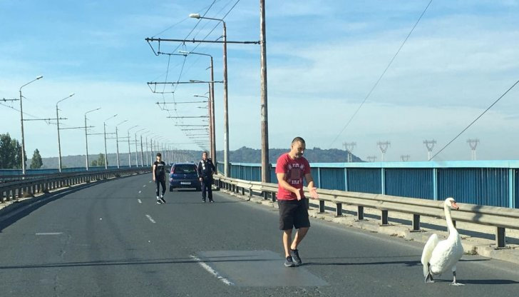 Птицата вече е настанена в Зоологическата градина в градаЛебед изненада