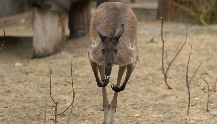 Последният случай на нападение на кенгуру срещу човек е през 1936