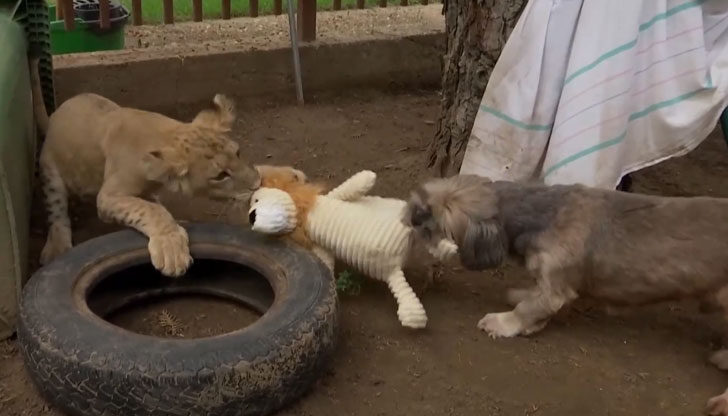 Украинско лъвче намери убежище в дома на ветеринар в Унгария12-седмичната
