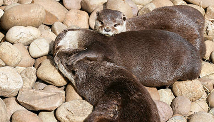 Животинският свят е пълен с удивителни съществаНезависимо дали става въпрос