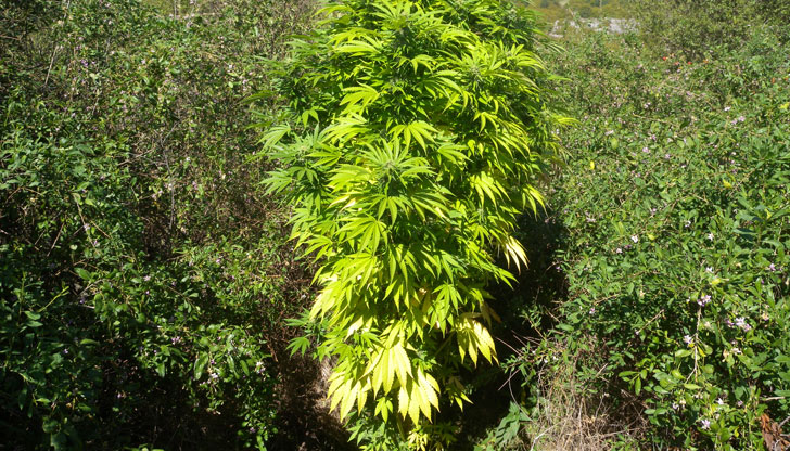 Растението е дало положителна реакция за канабиноиди-активни съставки в марихуанатаВчера