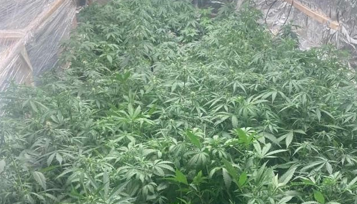 Иззети са близо 350 растения в различен стадии на растежСлед