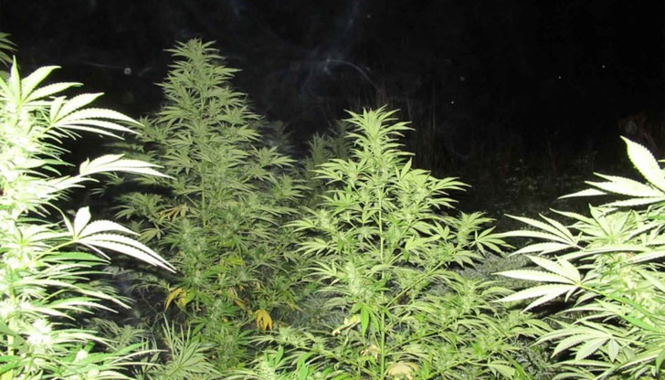 Отглеждани растения канабис, различни наркотици и пособия за производство и