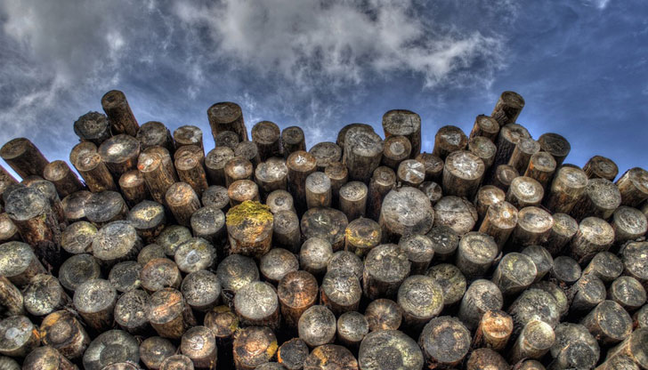 Мними търговци се представят за горски служители и събират авансово