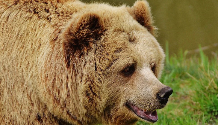 Животното показва добри обноскиМечките са добри животни с добри маниери.