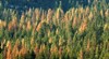 В Северна и Централна България ще има близо 3000 декара нови гори