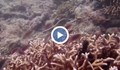 Кораловите рифове на Египет са все по-застрашени