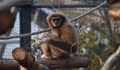 Маймуна захапа ръката на дете в Столичния зоопарк