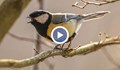 Слушането на пойни птици подобрява психичното здраве на хората