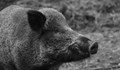 БАБХ констатира 24 положителни проби за Африканска чума при диви свине