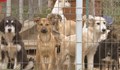 Дарители и доброволци помагат на русенския приют за кучета