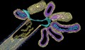 Учени наблюдаваха сливането на два вируса в нов патоген