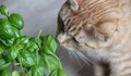 Кои храни и растения са отровни за котките